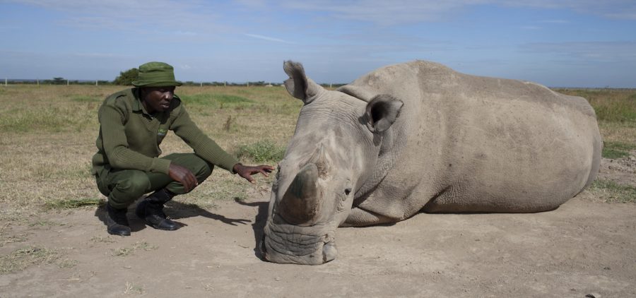 James Mwenda with Northern White Rhino, Kenya