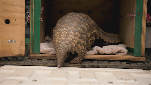 Pangolin coming out of trap, South Africa