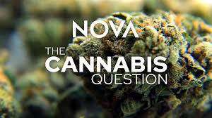 words" NOVA: the Cannabis Question" over cannabis plant