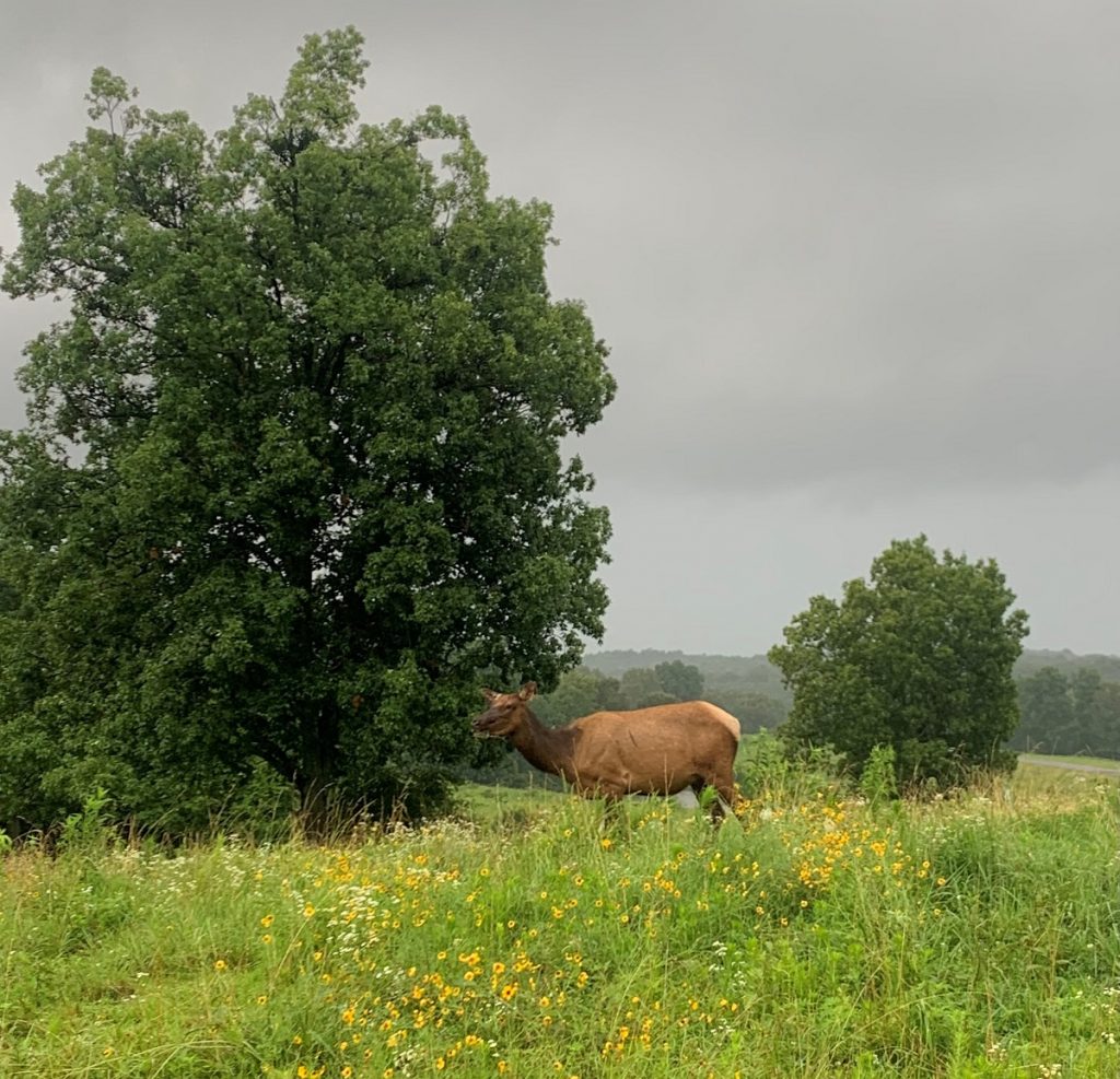 An elk among native grasses and flowers inside the Elk and Bison Prairie.