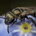Brassy mining bee on forget-me-not flower