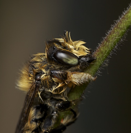Leaf-cutter bee) holding onto a stalk.