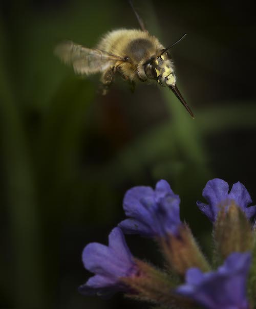 Hairy-footed flower bee in flight.