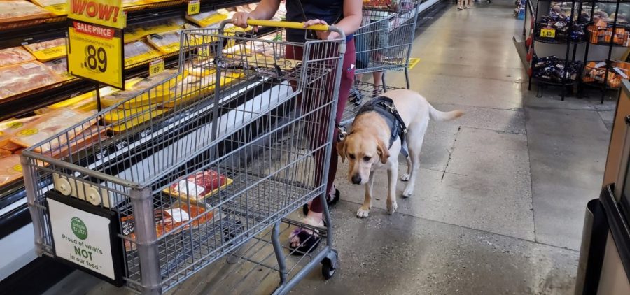 Danyelle Clark-Gutierrez and her service dog, Lisa, shop for food at a grocery store.