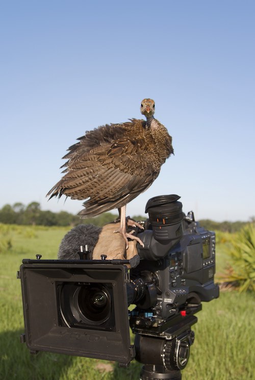 Turkey perched on video camera