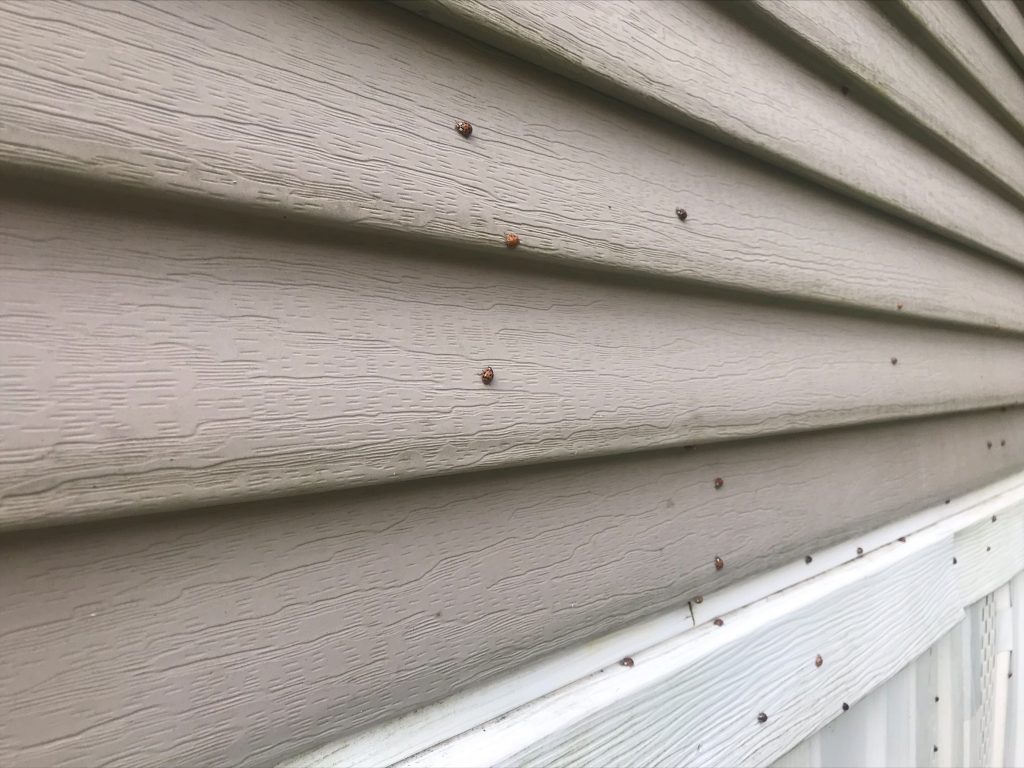 Multicolored Asian lady beetles congregate on the siding of a home in Athens County. The bugs often find their way inside homes through cracks and crevices in siding or around doors and windows, as they look for a place to hibernate for the winter.