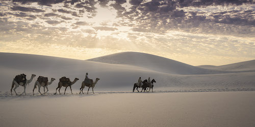camels with riders in the desert
