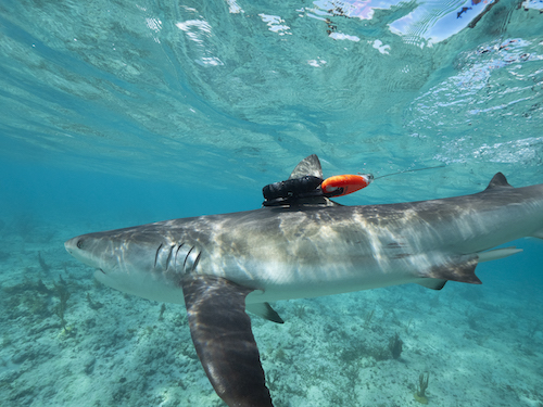 Caribbean Reef Shark fitted with camera.