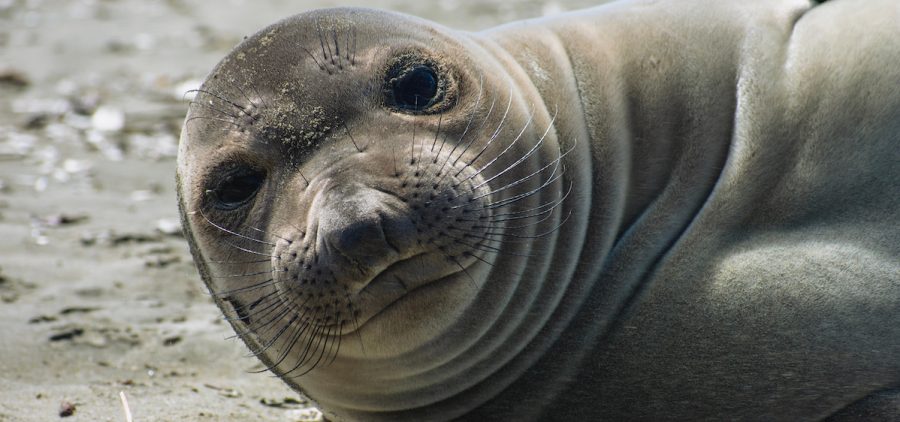 Elephant Seal pup.