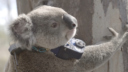 Koala with fitted camera climbing tree
