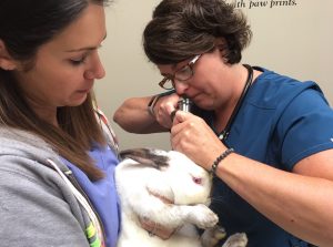 Dr. Susan Borders of Borders Veterinary Clinic examining a rabbit.