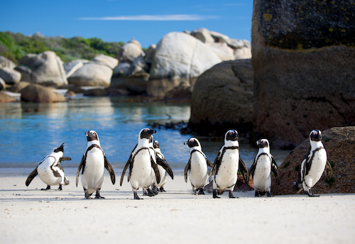 Group of African penguins on the beach