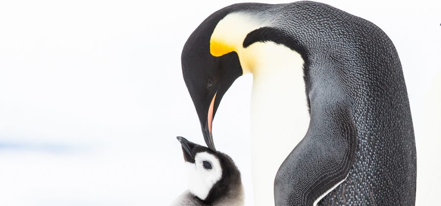 Emperor Penguin touching baby penguin with beakat Snow Hill, Antartica;
