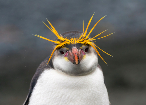 A closup of the face of a Royal Penguin on Macquarie islands, Australia