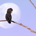 A red-tailed black cockatoo is seen sitting on a branch with the moon behind it.