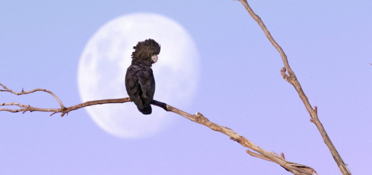 A red-tailed black cockatoo is seen sitting on a branch with the moon behind it.