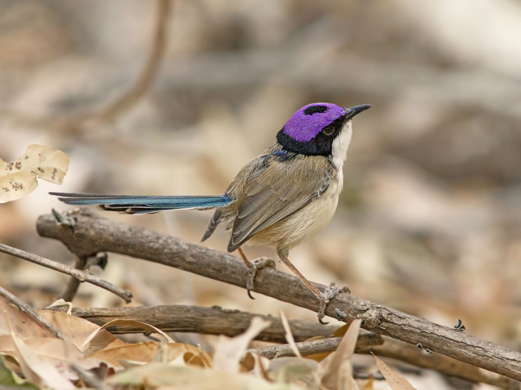 The purple-crowned fairy sits on the ground