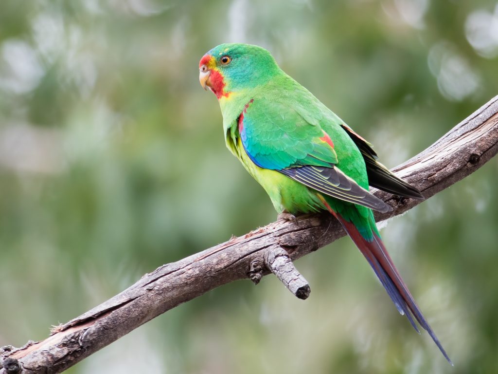 A swift parrot sits on a branch