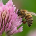 A bee sucks nectar from a flower