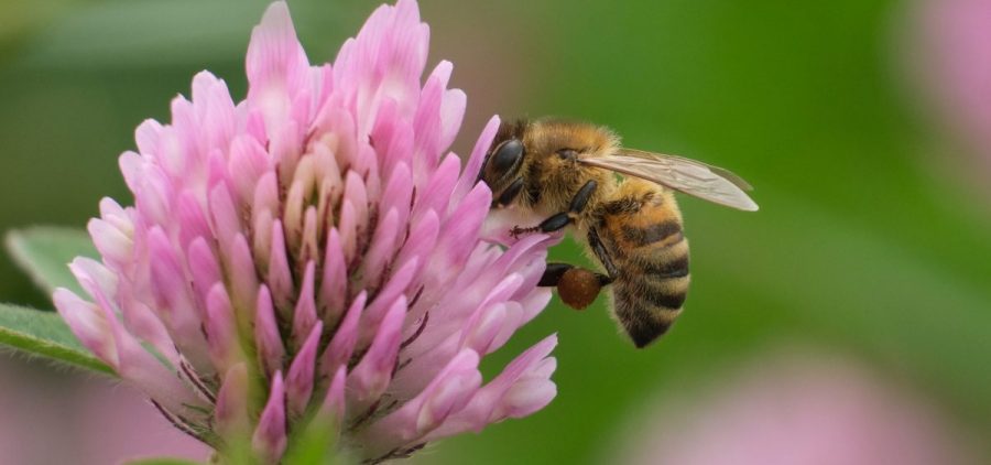 A bee sucks nectar from a flower