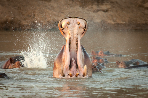A giant yawn from a hippopotamus.
