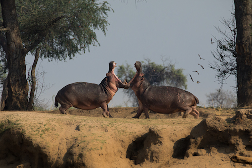 Two powerful hippo bulls in a deadly battle for the throne.