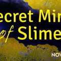 NOVA title slide for Secret Mind of Slime