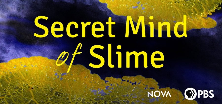 NOVA title slide for Secret Mind of Slime