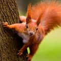 red squirrel sideways ono tree looking at camera