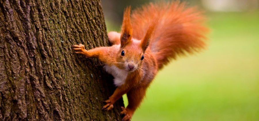 red squirrel sideways ono tree looking at camera