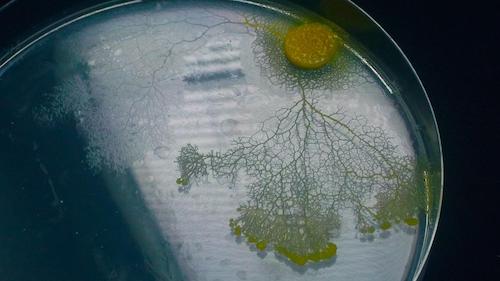 petri dish with slime mold growing