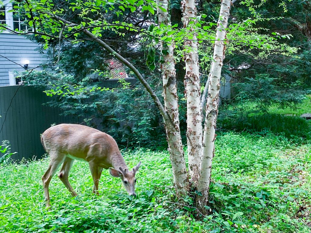 A white-tailed deer is seen eating leaves in front of a home in Bethesda, Maryland 
