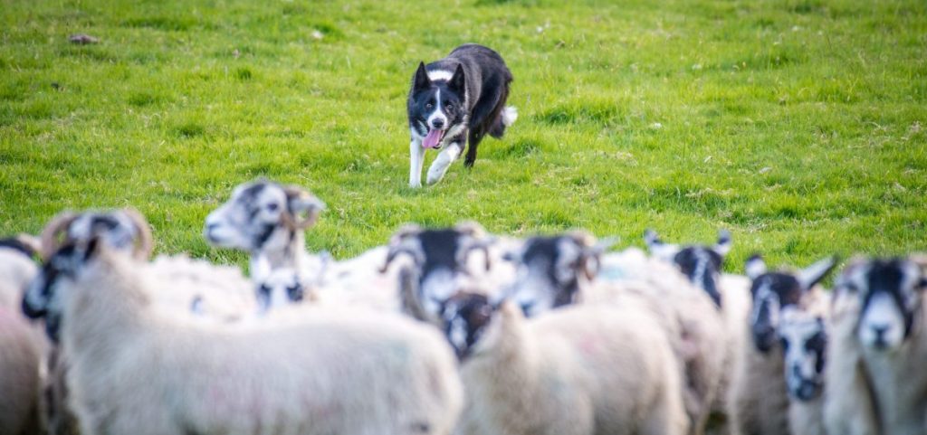 A border collie in northern England chases after a flock of sheep to herd them.