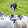A border collie in northern England chases after a flock of sheep to herd them.