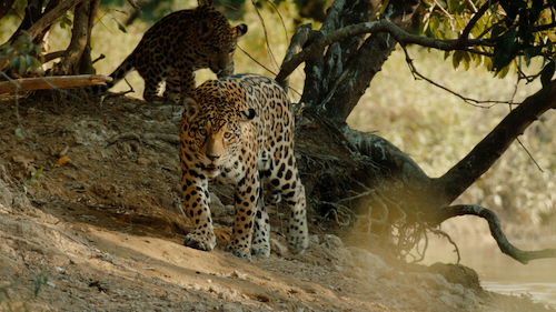A jaguar mother and cub spend the day in the shade of trees.
