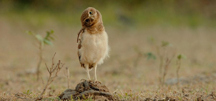 A burrowing owl in Colombia’s Llanos region, a vast grassland plain.