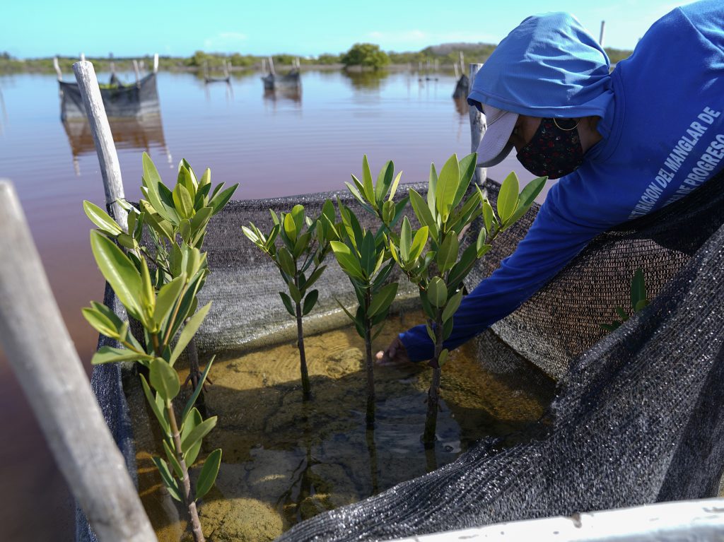 A woman plants mangrove seedlings as part of a restoration project, near Progreso, in Mexico's Yucatan Peninsula.