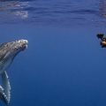 underwater photographer taking video of whale