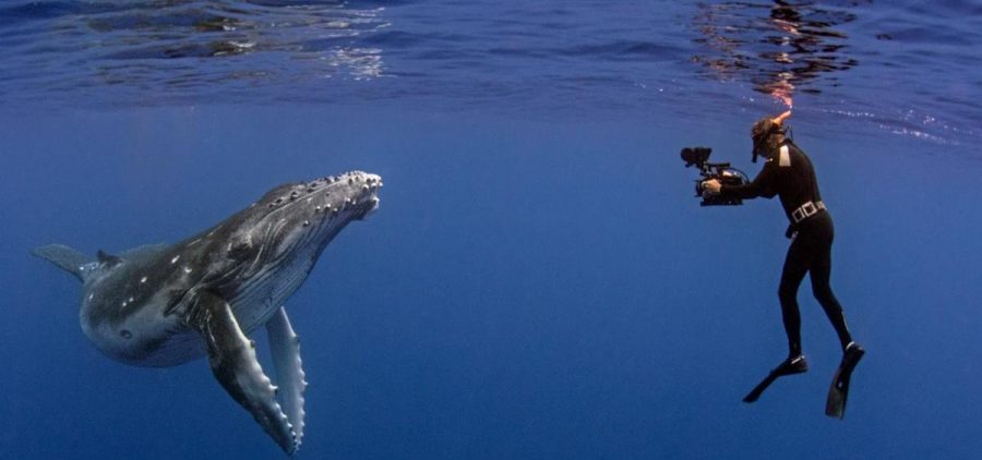 underwater photographer taking video of whale