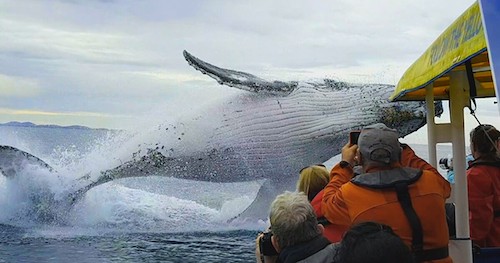 whale breaching in front of boat of siteseeers