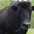 A hybrid bull, which lives on the A&K Ranch near Raymondville, Mo., stands in a field