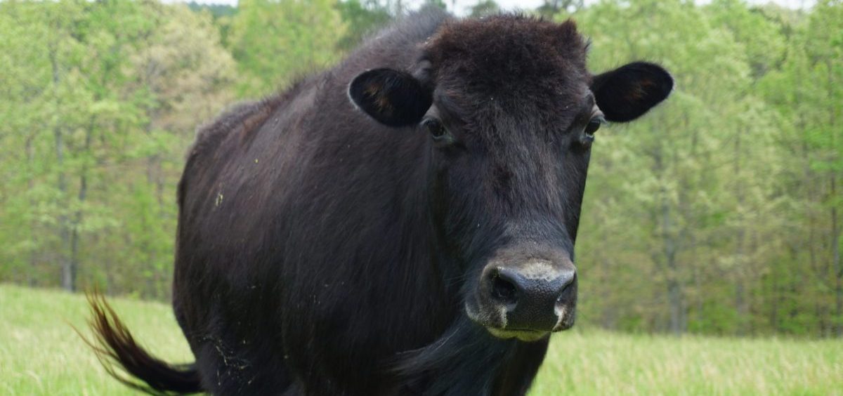 A hybrid bull, which lives on the A&K Ranch near Raymondville, Mo., stands in a field