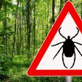 A sign warning people about ticks is placed in the woods