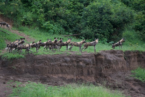 An African wild dog pack stands on the edge of a riverbank