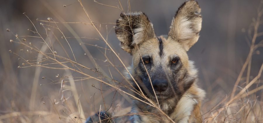 Puzzles, an African wild dog female, lying in grass. Malilangwe Wildlife Reserve, Zimbabwe.