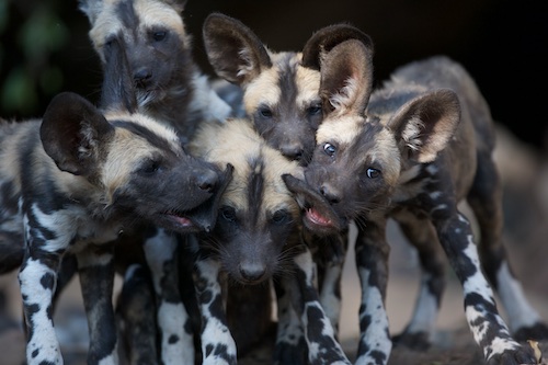 African wild dog pups lying down and panting.
