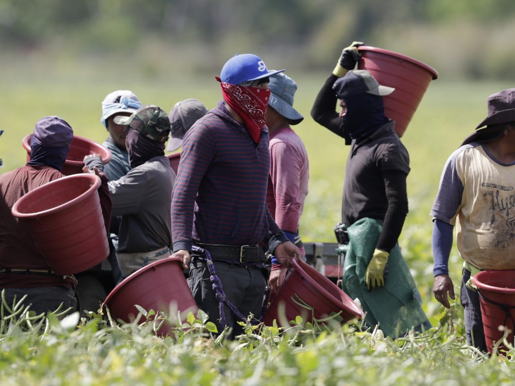 Farmworkers, considered essential workers under the current COVID-19 pandemic, harvest beans, Tuesday, May 12, 2020, in Homestead, Fla.