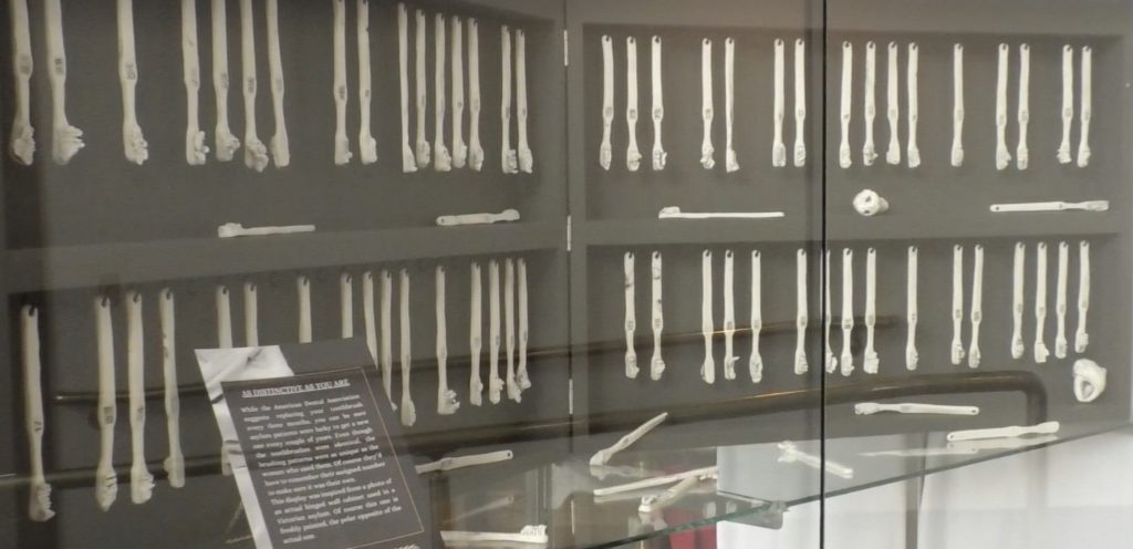 Artist Kimberly Chapman's sculptures representing 86 old toothbrushes found during her research displayed in two rows in a glass case.