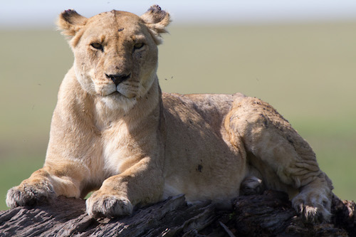 female lion resting on a log in Kenya