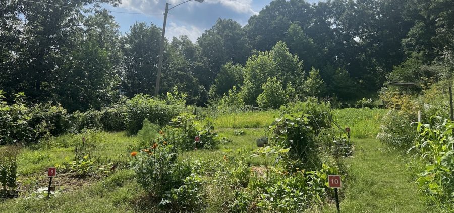 The sun shines on different plots at the Nelsonville Community Garden.